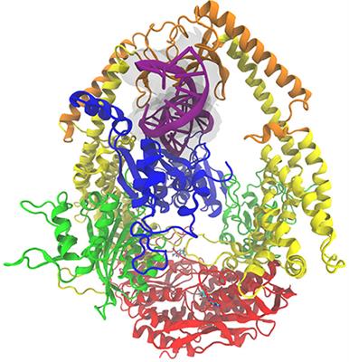 MutSα's Multi-Domain Allosteric Response to Three DNA Damage Types Revealed by Machine Learning